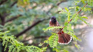 Red - Vented bulbul | Birds In Slow-Motion | #1