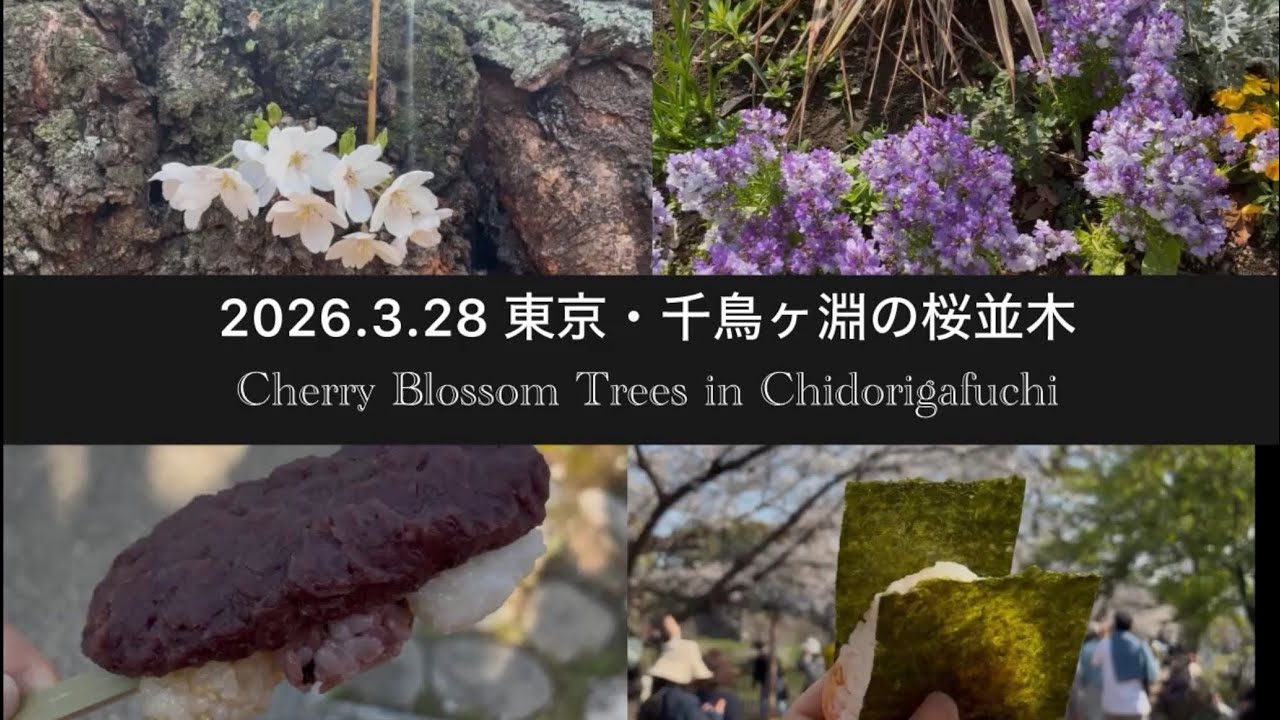 2026.3.28千鳥ヶ淵の桜の道を散歩した日🌸| Cherry Blossom Trees in