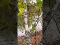 С.Есенин-влюбленный!!!!