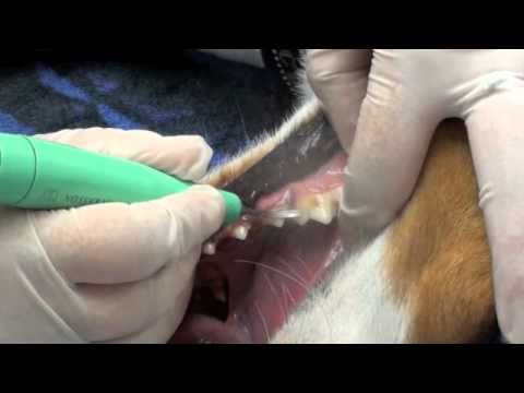 Video: Overtollig Natrium In Het Bloed Bij Honden