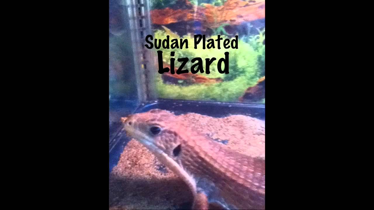 camera iphone 8 plus apk Reptile Store + What I Got