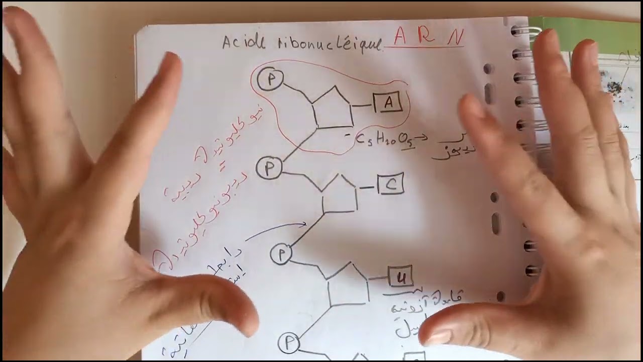 تركيب البروتين: الحصة الثانية⁦❤️⁩ماهو ARNm!!! الفرق بين ADN و ARNm ✅