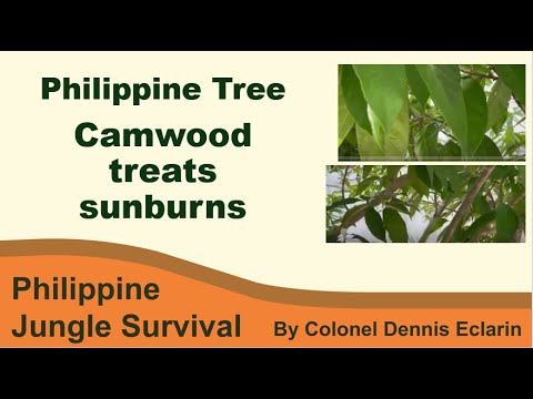 Camwood tree helps with sunburns (Herbal Plants, Philippine Trees)