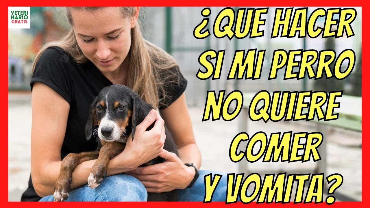 Que hacer si tu perro te muerde