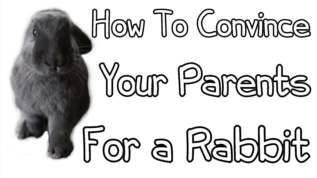 How To Convince Your Parents For A Rabbit