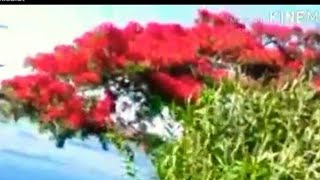 شجرة البونسيانا .الحمراء الملكية.معلومات عن اشجار البونسيانا.نباتات الزينة مملكة النباتات مشاتل مصر