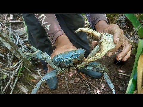 Gaiamun CAPTURA DE GUAIAMUM GIGANTE NA MATA 😱👏 #impressionante #fantastic # ...