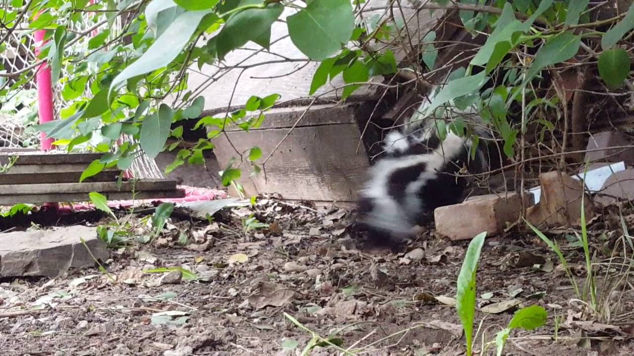 Just Some Skunks In My Backyard Youtube