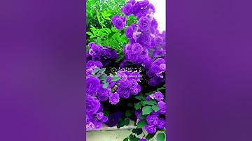 سورة الاخلاص #اكسبلور #المصحف