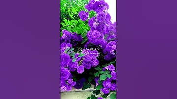 سورة الاخلاص #اكسبلور #المصحف