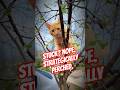 Stuck? Nope. Strategically Perched. #cat #catlife #funnycats #funnypets #catlogic #catshorts #cats