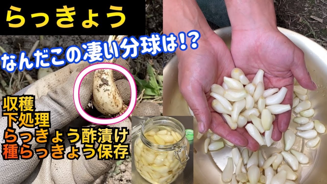 らっきょう】畑の片隅に植え替えて放置していた、らっきょうを収穫