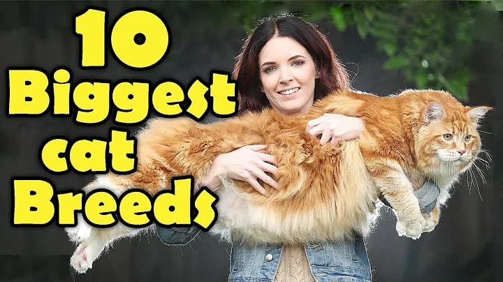 Video 577491: persian cat burmese, cat breed, domestic cat