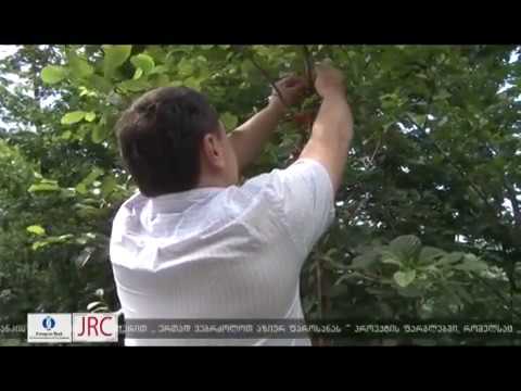 როგორია აზიური ფაროსანას წინააღმდეგ ბრძოლის პროცესში ადგილობრივი თვითმართველობის ჩართულობა 24 07 18