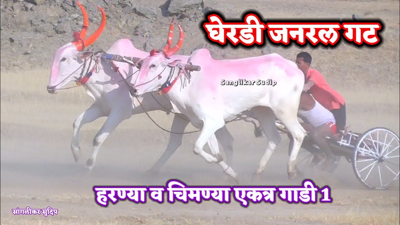 घेरडी जनरल गट | gheradi  अनेक दिवसानी Harnya पट्ट्यावर एकत्र |  संपूर्ण पट्टा