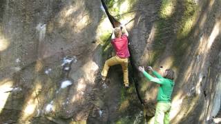 Babuin 7C Bor