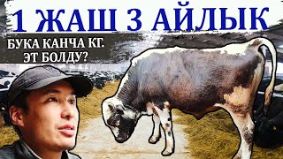 Киреше-чыгашасы канча болду? Актадыбы?