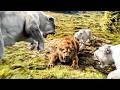 Little Cub MUFASA Is Bullied by the LION KING.. Until He Becomes an Elite ASSASSIN and TAKES Throne