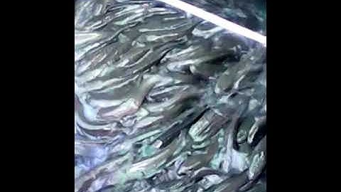 Cá lóc nuôi trong vèo hiệu quả