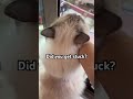 Luna get stuck twice!#cat #funny
