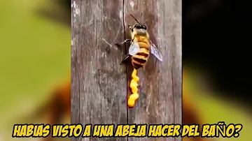 ¿Pueden orinarte las abejas?