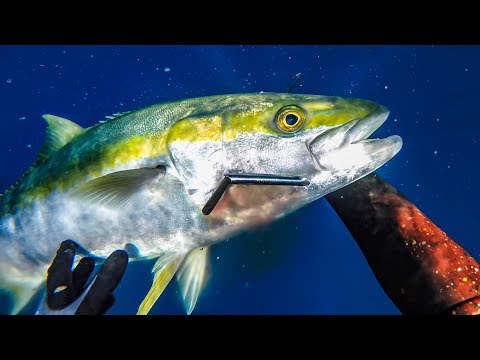 Tips for spearfishing Yellowtail Kingfish