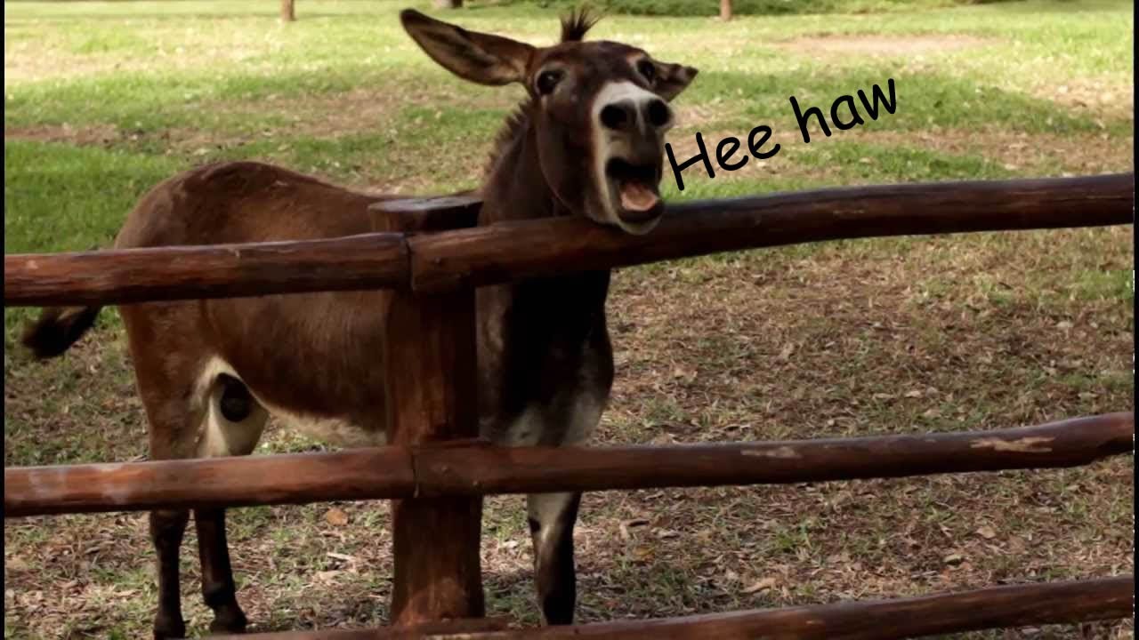 Donkey Punch Tumblr