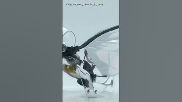 Deze door vogels geïnspireerde drone vliegt echt als een echte vogel!