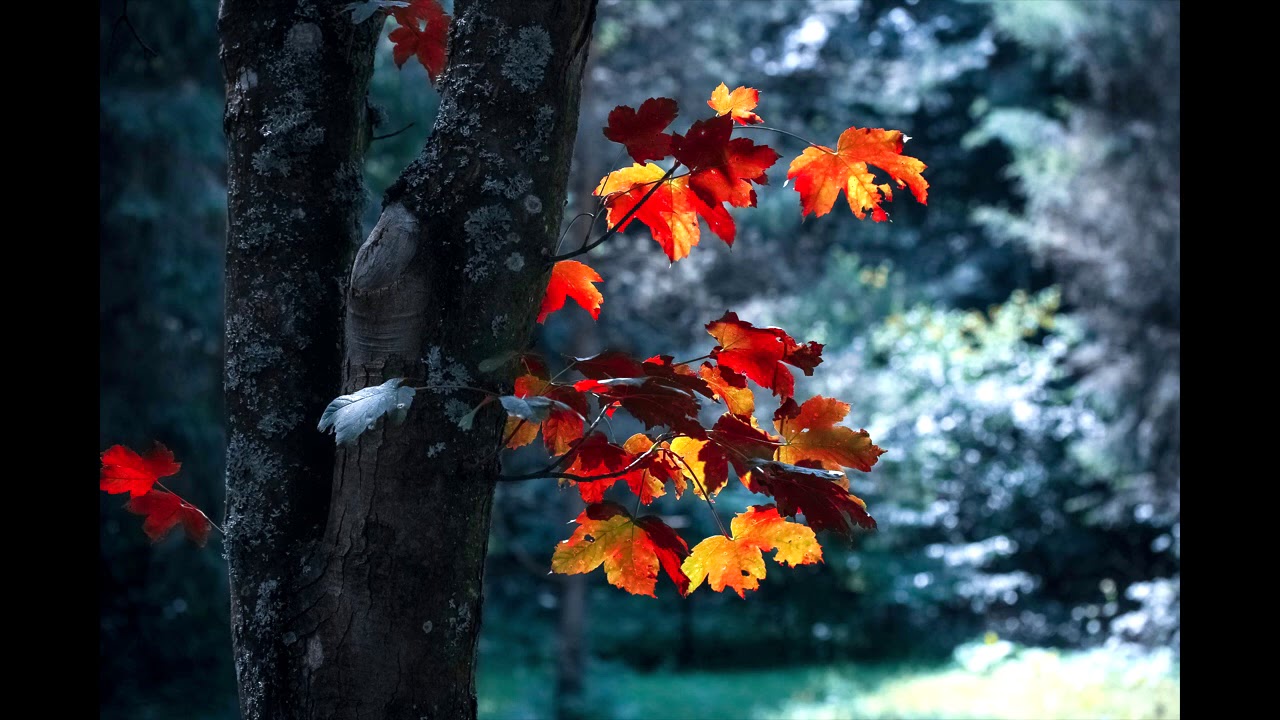 Relaxation music - Piano music combined with the sound of flowing water to make the mind calm