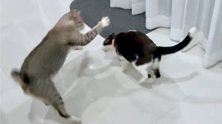 Cat Gets Bullied for No Apparent Reason