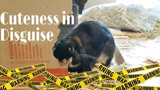 Disadvantages of a pet Rabbit |Life of KiKi