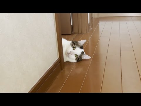 今年は少し早く落ち始めた豆大福