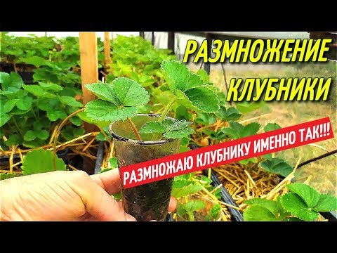 STRAWBERRY PROPAGATION - I PROPAGATE STRAWBERRIES EXACTLY THIS WAY/Greenhouse for strawberries.