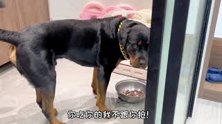 大哥在的时候就护大哥，大哥不在就护狗粮，反正就跟母老虎过不去#shorts #dog #pets #rottweiler #狗狗 #向威和一坨  #viral #youtube #subscribe