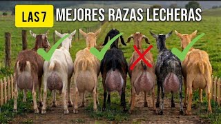 7 Razas de Cabras Lecheras que consumen menos que una vaca y producen el doble