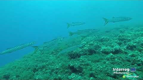 Fish visual census: transect simulation