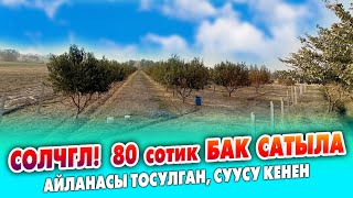 картинка: 80 сотиктен ашык БАК сатылат ~ КОКОН ГИЛАС жана ШАБДАЛЫНЫН эки түрү эгилген ~ Айланасы тосулган