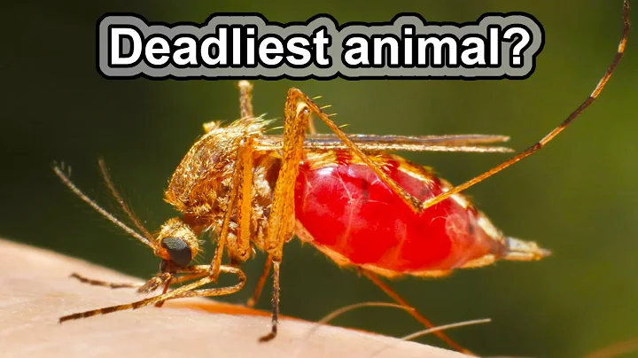 Why did nature create these monsters?! | 10 COOL MOSQUITO FACTS