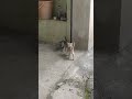 When kittens have mood swings 😂