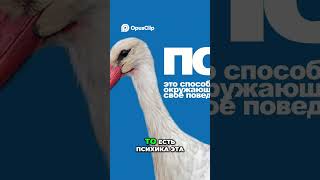 Психика: как мозг создаёт реальность и боль#психика #мозг #психология #восприятие #мышление #эмоции