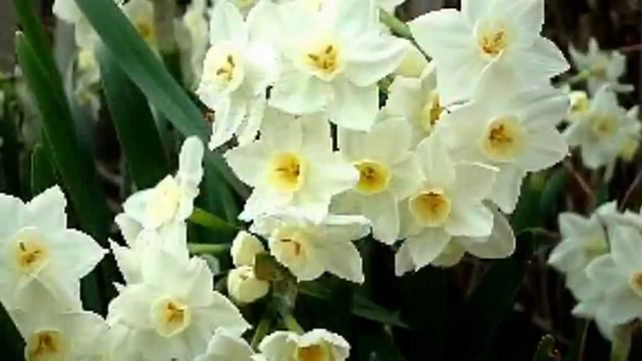 水仙 1月3日の誕生花 Narcissus Youtube