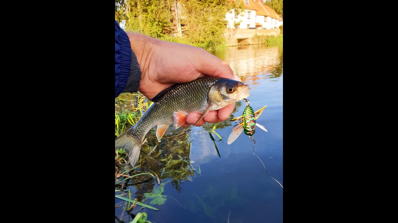 Pescuit la clean cu Duo Realis SHINMUSHI Cicada beetle ccc3219