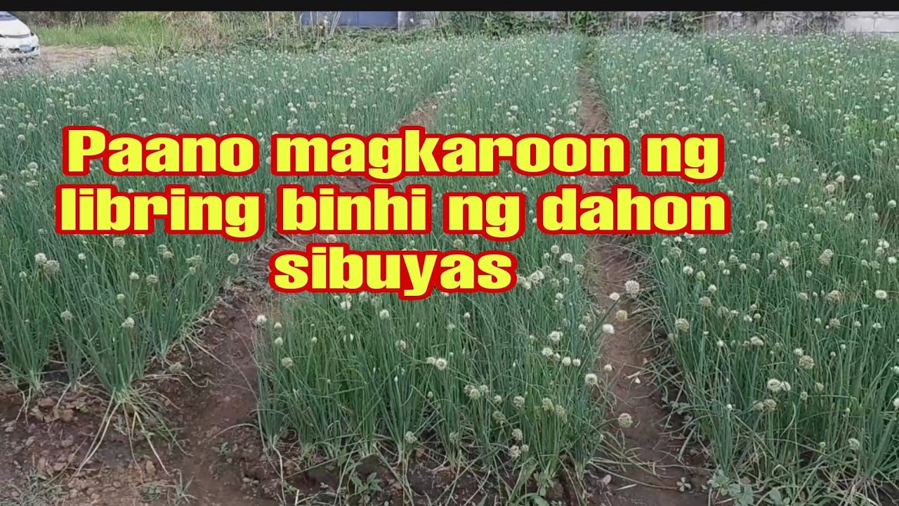 Paano magkaroon ng libring binhi ng dahon sibuyas - YouTube