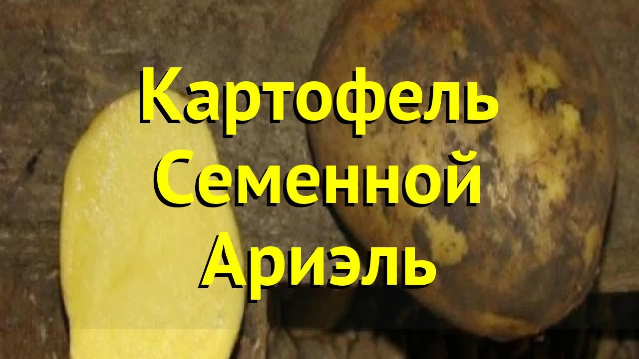 Сорт картофеля ариэль фото. Картофель семенной Ариэль. Картофель Ариэль описание сорта. Картофель Ариэль фото. Ариэль картофель характеристика отзывы.