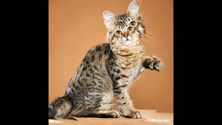 The American Bobtail is an unusual breed of domestic cat!!!!!!