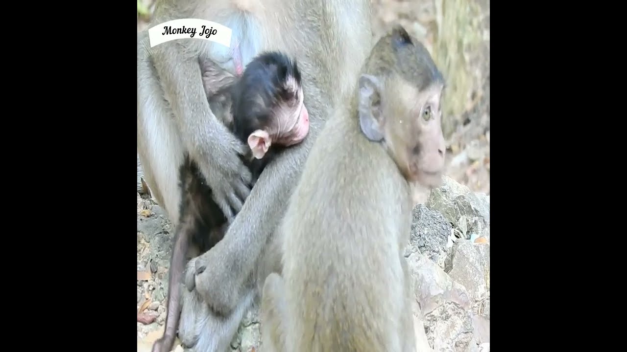 Adorable newborn monkey and mom amara look good care her baby