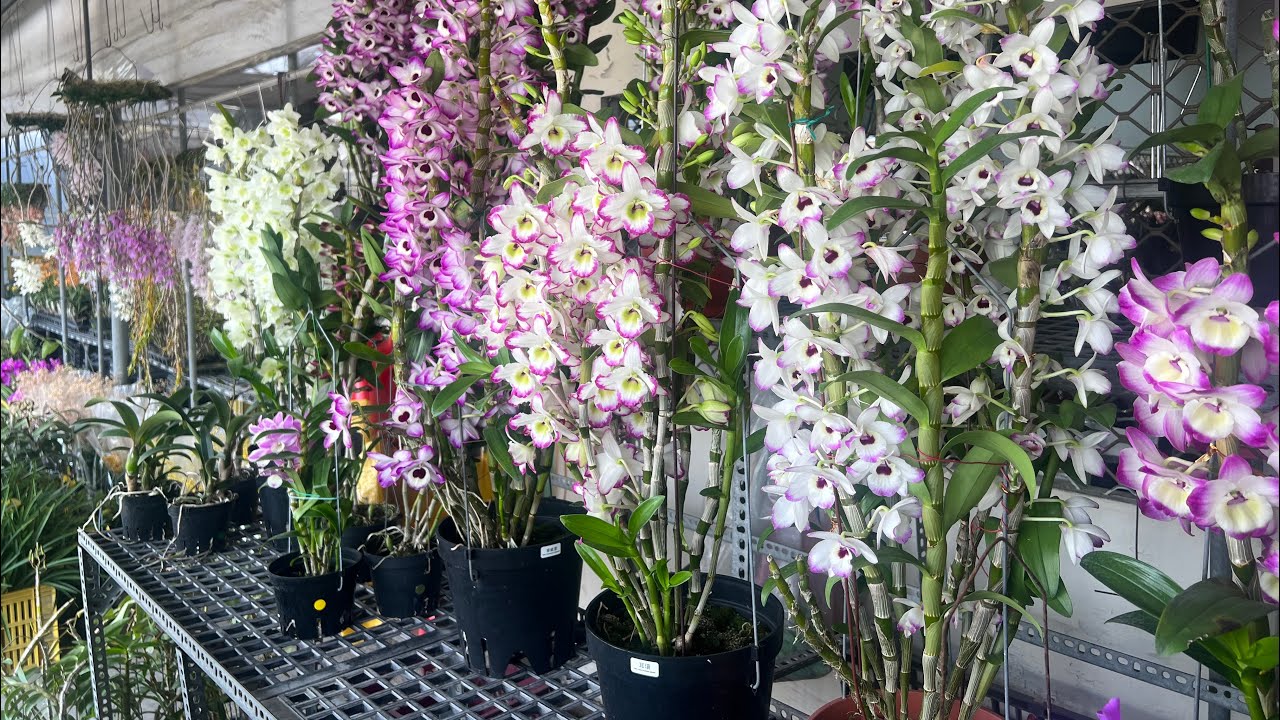 2023年3月28日 春石斛蘭季節來啦！賞石斛蘭的最好時候！