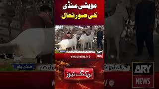 Situation at Cattle Market #arynews #shorts #ytshorts