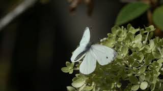 Elegant moving Cabbage White Butterfly in epic slow motion