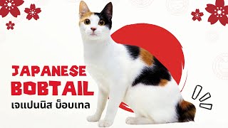 แมวญี่ปุ่นหางกุด "เจแปนนิสบ๊อบเทล" [5 เรื่องรู้หรือไม่]